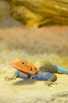 Settler agama with red head looks into the camera