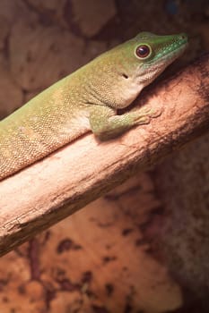 Green gecko lies on a brown branch