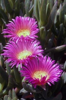 Blooming Ice Plant in garden