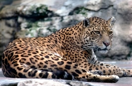 Close up of a leopard