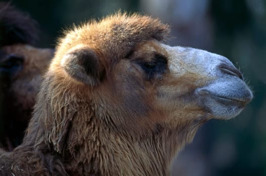 Close up view of a camel head