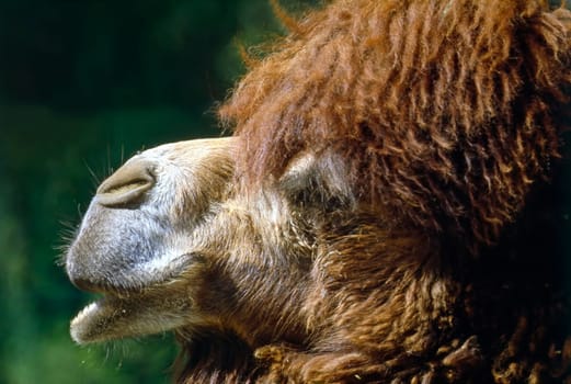 Close up view of a camel head