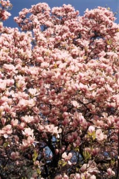 Blooming magnolia tree in garden