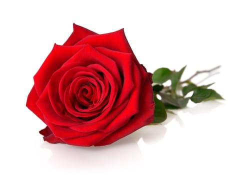 A fully bloomed red rose with stems and leaves on a white background