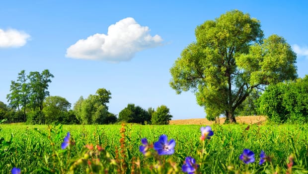Idyllic meadow landscape with flowers and trees under blue skies