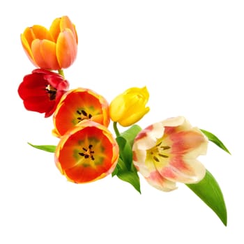 Decorated with bound tulips on a pure white background