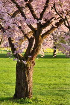 Spring scene in a park with a blossoming cherry tree on a green meadow