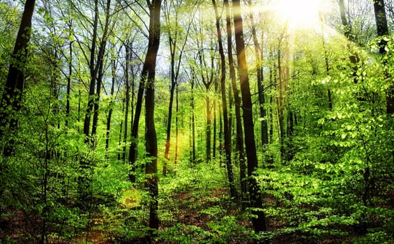 The spring sun shines warmly through the bright green foliage of beech trees