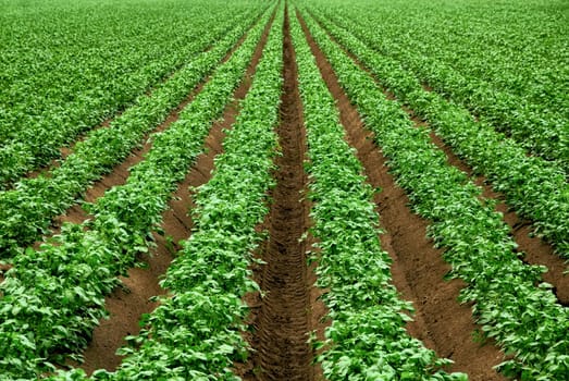 Rows of potato plants on large acres,with strong,fresh green