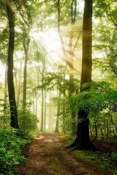 The morning sun casts its rays through the lush green foliage in fog