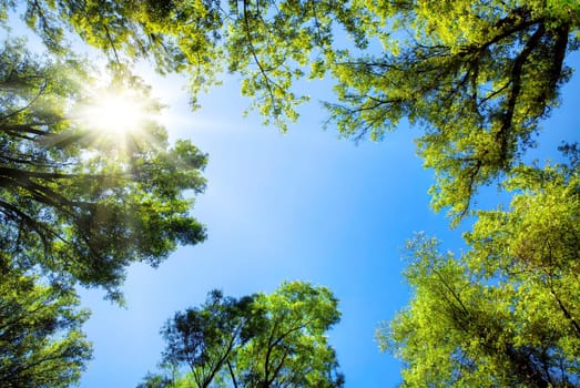 The sun shines through the crowns of tall trees