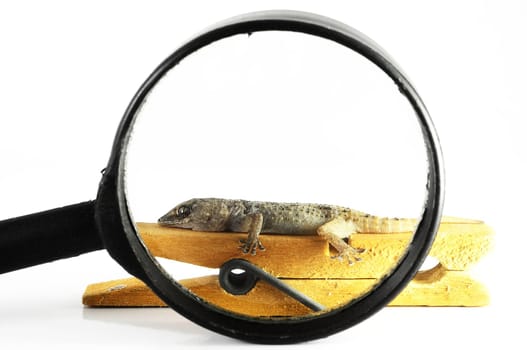 One Small Gecko Lizard and Loupe on a White Background
