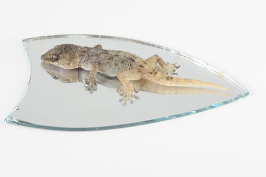 One Small Gecko Lizard and Mirror on a White Background