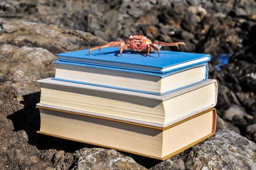 Orange Crab and Blue Books on the Volcanic Rocks