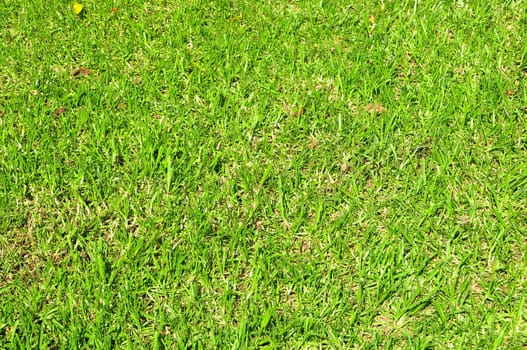 Fresh Green Grass Leaf Texture Pattern on a Sunny Day