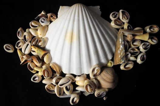 Textured Limestone Sea Shells on a Black Background