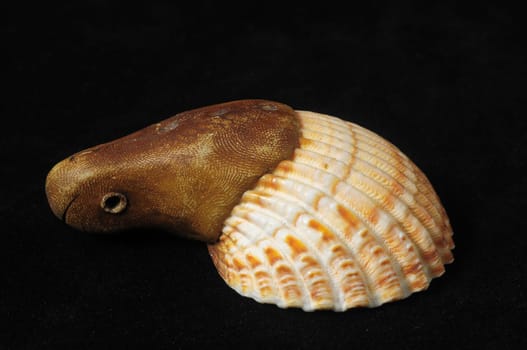 Textured Limestone Sea Shell on a Black Background