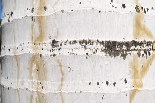 Macro of a Coconut Tree Trunk Texture Background