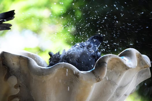 A Pigeon Standing on Marble Fountain
