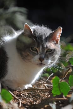 Cat