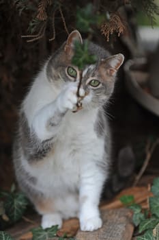 Cat