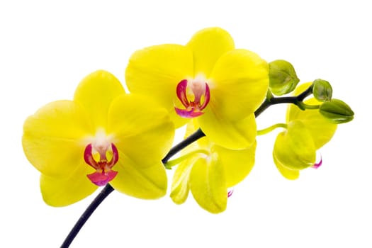 orchid isolated on white