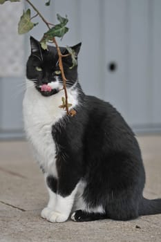 Cat