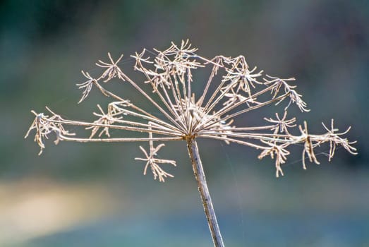 Forest angelica,seed stand in the backlight