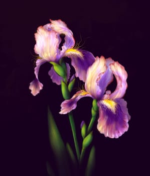 Iris Flowers Isolated on dark Background