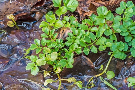 Watercress,Nasturtium officinale