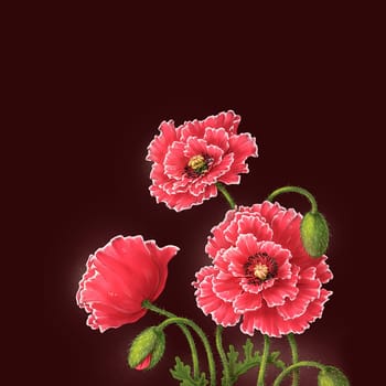Poppy flowers, watercolor illustration