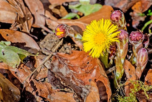 Coltsfoot,Tussilago farfara