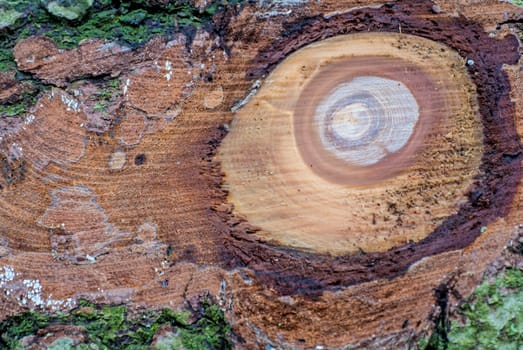 Close-up of tree with sawn-off branch