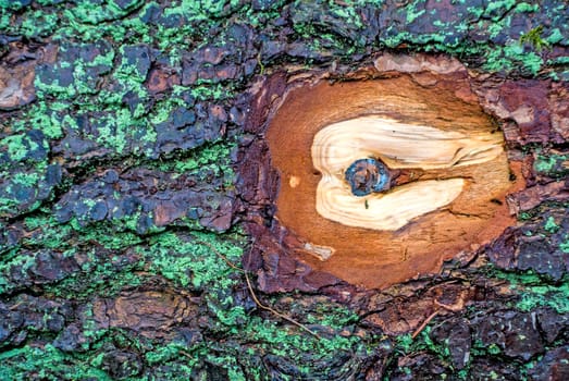 Close-up of tree with sawn-off branch