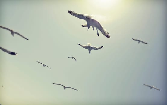 Vintage photo of flying seagulls in the sky