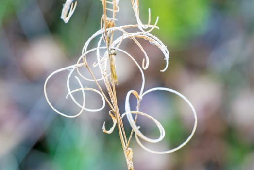 Willowherb,seed stand in the backlight