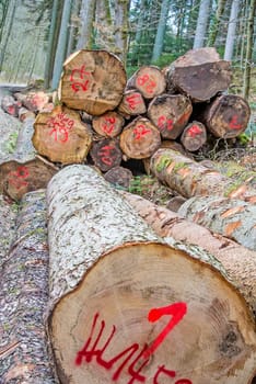Felled trees