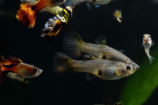 Guppy Multi Colored Fish in a Tropical Acquarium