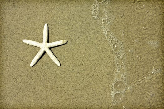 Starfish an waves on summer sunny beach in Greece