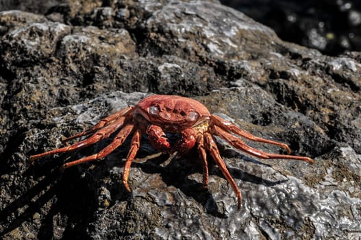 Orange Crab on Volcanic Rocks near the Atlantic Ocean