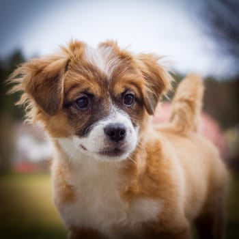 A small brown white mixed breed puppy filling the format in the picture.