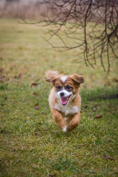 Puppy runs in the garden,unfortunately very modest light.