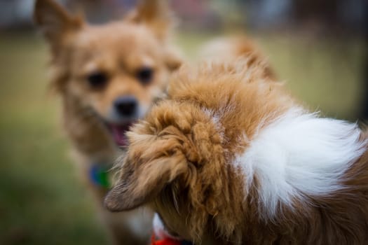 A small puppy looks at a conspecific.