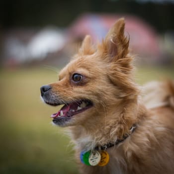 Small beige dog with a collar and dog tax stamps around his neck while playing happily.