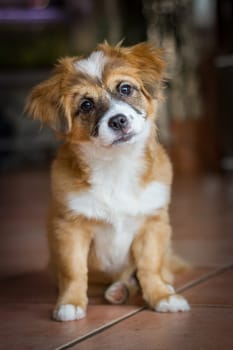 A small mongrel puppy sits and looks very sweetly into the camera with a slightly tilted head