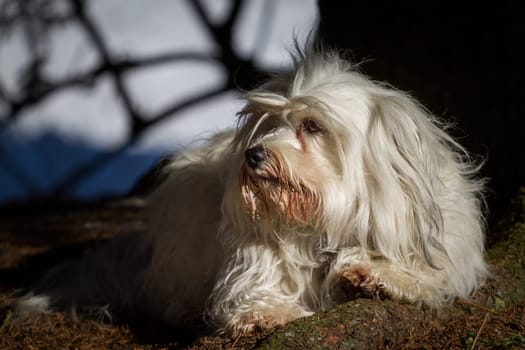 A Little Havanese lies totally satisfied on a tree root and enjoys the warming sun's rays.