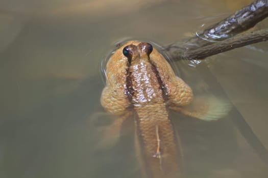 Mudskipper in a Mangrove Swamp in Thailand