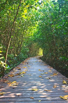 Wooden bridge in mangrove forest, in Thailand