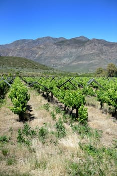 A scenic shot of the vineyards  in the Montagu Mountain Range