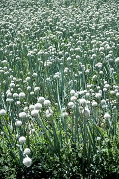 A scenic shot of an onion crop